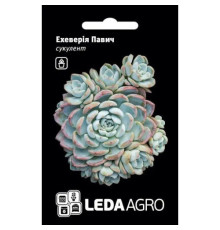 ТМ LEDAAGRO Ехеверія (кам'яна троянда)  Павич 10шт
