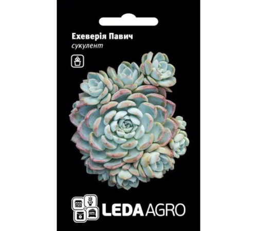 ТМ LEDAAGRO Ехеверія (кам'яна троянда) Павич 10шт