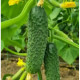 ТМ LEDAAGRO Огірок Фурор F1 10шт