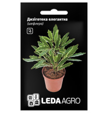 ТМ LEDAAGRO Дізіготека (шеффлера) Елегантна 5шт