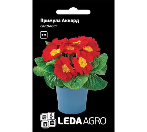 ТМ LEDAAGRO Примула Акорд F1 скарлет 10шт